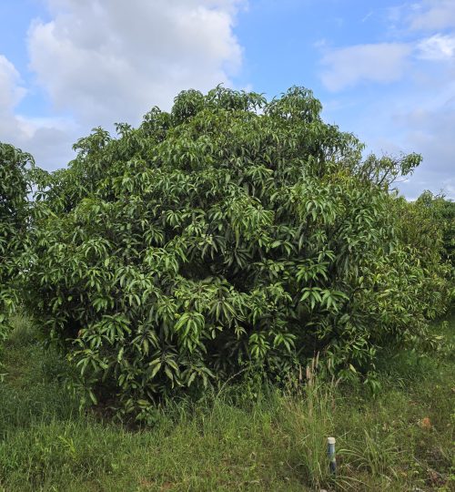 WhatsApp Image 2025-12-11 at 14.53.54