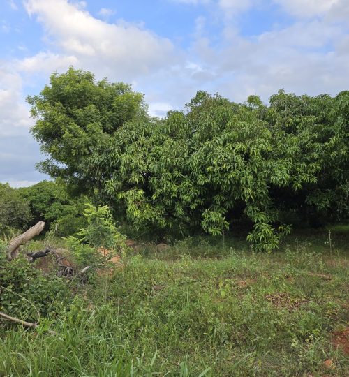 WhatsApp Image 2026-01-02 at 17.34.32