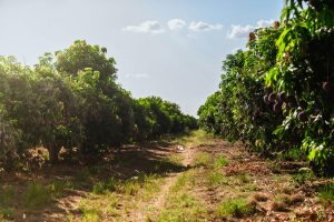 Vibrant mango orchard under clear blue sky with fruit-laden trees in a sunny setting.