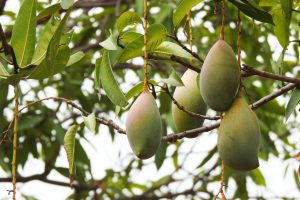Close-up of ripe mangoes hanging on a branch surrounded by lush green leaves.